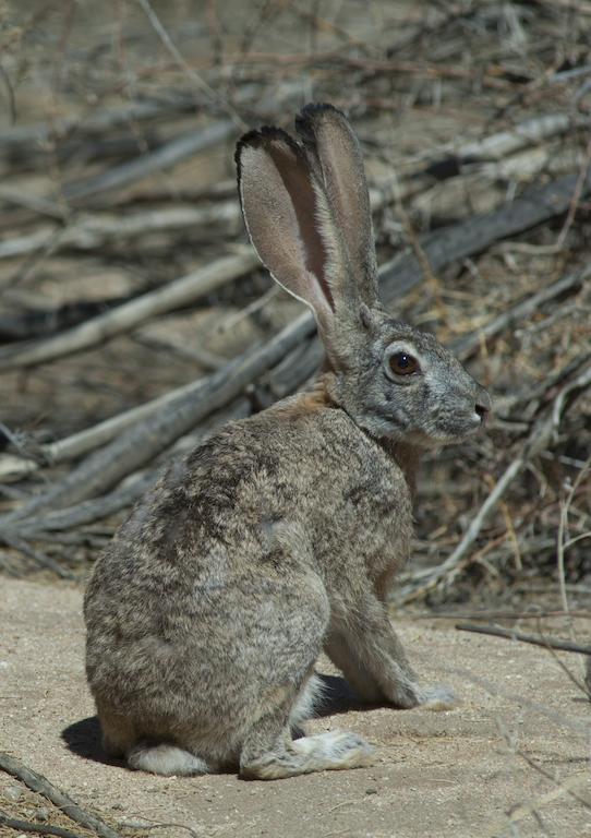 Tutwa Desert Lodge Augrabies 外观 照片