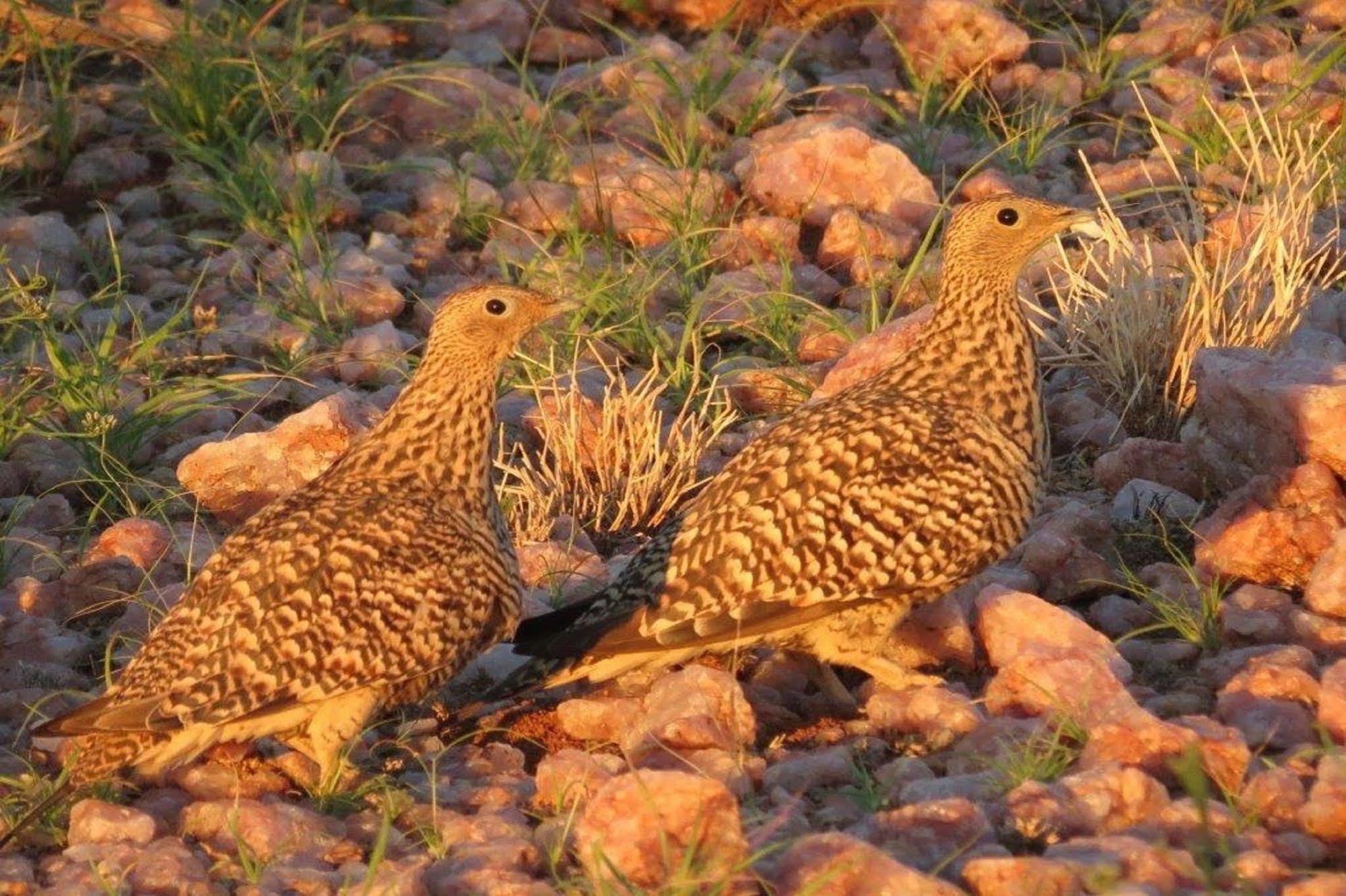 Tutwa Desert Lodge Augrabies 外观 照片